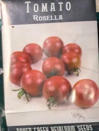 Rosella Cherry Tomato Seedling
