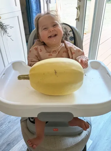 Squash - Spaghetti Seedling