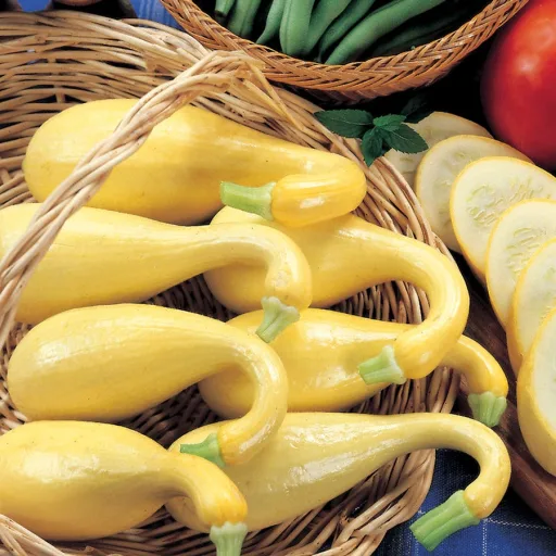 Squash - Yellow Crookneck Seedling