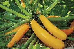 Squash - Yellow Zucchini Seedling