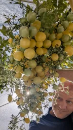 Tomato - Barry's Crazy Cherry Seedling