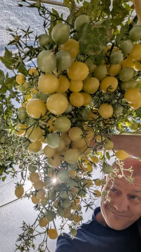 Tomato - Barry's Crazy Cherry Seedling