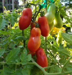 Tomato - San Marzano Seedling