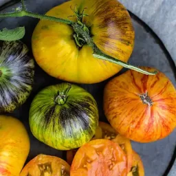 Tomato - Alice's Dream Beefsteak Seedling