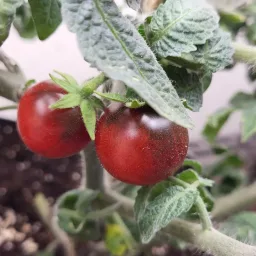 Micro Tomato - Superbunny Seedling