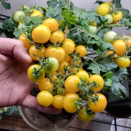 Micro Tomato - GG's Glory Seedling