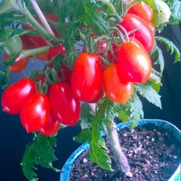 Micro Tomato - Laura 5 Seedling