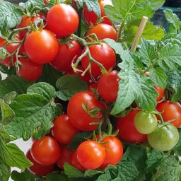 Micro Tomato - Mohamed Seedling