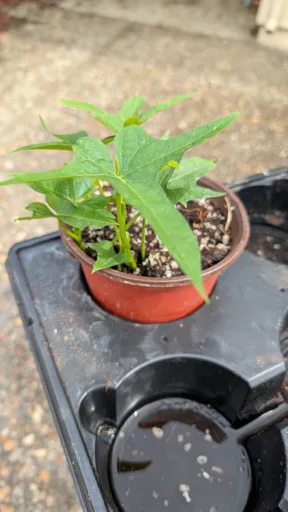 Sweet Potato - Orange