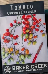 Cherry Flaviola Tomato Seedling